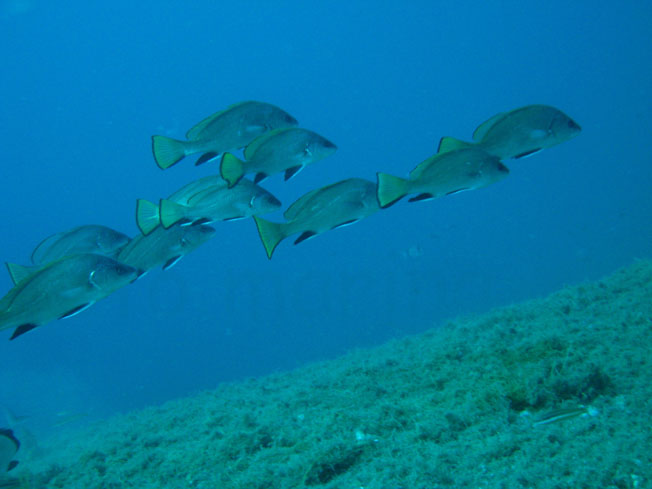 Qualche pesce da Portofino